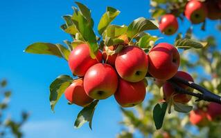 Red apples on a tree branch in an orchard in the summer photo