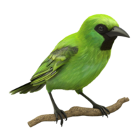 Generated AI Green bird sitting on a branch on transparent background png