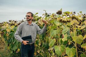 agrónomo sostiene tableta toque almohadilla computadora en el girasol campo y examinando cultivos antes de cosecha. agronegocios concepto. agrícola ingeniero en pie en un girasol campo con un tableta. foto