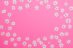cherry flowers on the pink background. spring background. photo