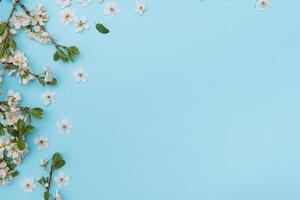 photo of spring white cherry blossom tree on blue background. View from above, flat lay, copy space. Spring and summer background.