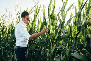 agrónomo sostiene tableta toque almohadilla computadora en el maíz campo y examinando cultivos antes de cosecha. agronegocios concepto. agrícola ingeniero en pie en un maíz campo con un tableta en verano. foto