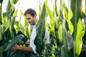 Agronomist holds tablet touch pad computer in the corn field and examining crops before harvesting. Agribusiness concept. agricultural engineer standing in a corn field with a tablet in summer. photo