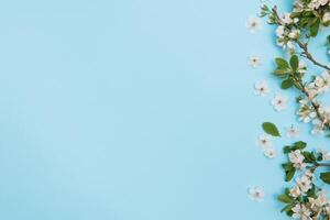 foto de primavera blanco Cereza florecer árbol en azul antecedentes. ver desde arriba, plano poner, Copiar espacio. primavera y verano antecedentes.