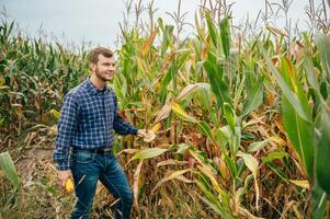 Agronomist holds tablet touch pad computer in the corn field and examining crops before harvesting. Agribusiness concept. agricultural engineer standing in a corn field with a tablet. photo