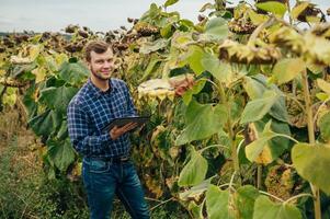 agrónomo sostiene tableta toque almohadilla computadora en el girasol campo y examinando cultivos antes de cosecha. agronegocios concepto. agrícola ingeniero en pie en un girasol campo con un tableta. foto