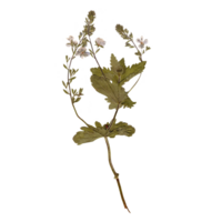 Isolated Pressed and Dried Green Branch with White Flowers. Aesthetic scrapbooking Dry plants png