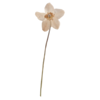 isolado pressionado e seco branco anêmona flor. estético scrapbooking seco plantas png