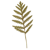 Isolated Pressed and dried Fern Leaf. Aesthetic scrapbooking Dry plants png