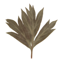 Isolated Pressed and Dried Green Leaf Branch. Aesthetic scrapbooking Dry plants png