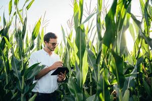 Agronomist holds tablet touch pad computer in the corn field and examining crops before harvesting. Agribusiness concept. agricultural engineer standing in a corn field with a tablet in summer. photo