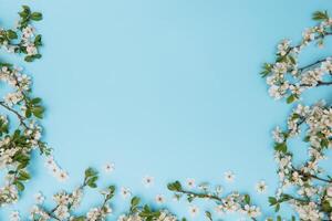 photo of spring white cherry blossom tree on blue background. View from above, flat lay, copy space. Spring and summer background.