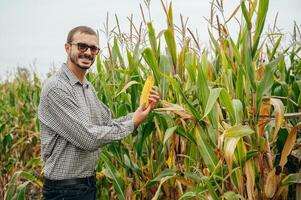 Agronomist holds tablet touch pad computer in the corn field and examining crops before harvesting. Agribusiness concept. agricultural engineer standing in a corn field with a tablet. photo