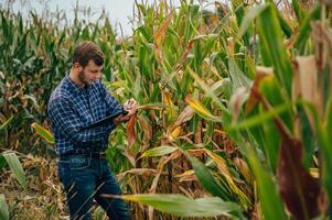Agronomist holds tablet touch pad computer in the corn field and examining crops before harvesting. Agribusiness concept. agricultural engineer standing in a corn field with a tablet. photo
