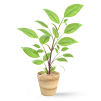 3D Rendering Indoor Plant In Pot png