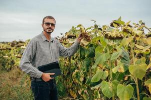 agrónomo sostiene tableta toque almohadilla computadora en el girasol campo y examinando cultivos antes de cosecha. agronegocios concepto. agrícola ingeniero en pie en un girasol campo con un tableta. foto