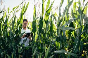 Agronomist holds tablet touch pad computer in the corn field and examining crops before harvesting. Agribusiness concept. agricultural engineer standing in a corn field with a tablet in summer. photo
