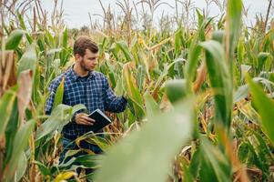 agrónomo sostiene tableta toque almohadilla computadora en el maíz campo y examinando cultivos antes de cosecha. agronegocios concepto. agrícola ingeniero en pie en un maíz campo con un tableta. foto