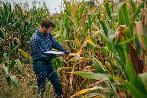 agrónomo sostiene tableta toque almohadilla computadora en el maíz campo y examinando cultivos antes de cosecha. agronegocios concepto. agrícola ingeniero en pie en un maíz campo con un tableta. foto