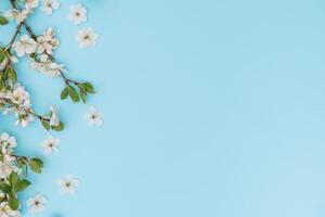 photo of spring white cherry blossom tree on blue background. View from above, flat lay, copy space. Spring and summer background.
