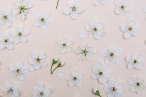 White pastel spring flower on color background . Cherry blossom flower illustration. spring and summer background. Top view. photo