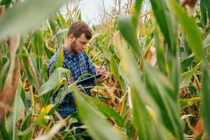 Agronomist holds tablet touch pad computer in the corn field and examining crops before harvesting. Agribusiness concept. agricultural engineer standing in a corn field with a tablet. photo