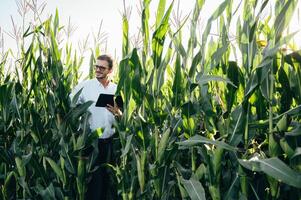 Agronomist holds tablet touch pad computer in the corn field and examining crops before harvesting. Agribusiness concept. agricultural engineer standing in a corn field with a tablet in summer. photo