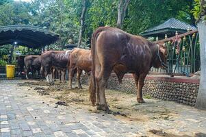 sacrificatorio vaca pertenencia a el tulungagung ciudad gobierno durante eid al-adha foto