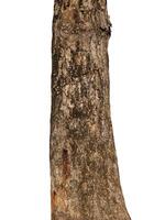 Tree trunk Isolated On White Background photo