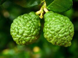 Bergamot and green leaves on the tree. photo