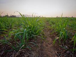 Sugarcane plantations,the agriculture tropical plant in Thailand photo