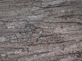 Trunk of a tree Isolated On White Background photo