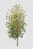 Tree on transparent background with clipping path, single tree with clipping path and alpha channel photo