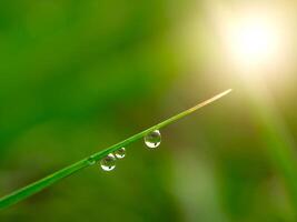 Dew drops on sugarcane leaves photo