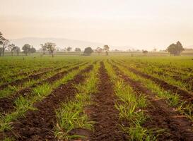 Sugarcane plantations, agricultural plants grow up photo