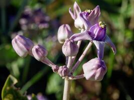 purple flowers bloom in the spring, beautiful pink flowers. photo