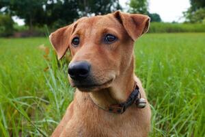 Dog sitting in green grass photo