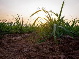 Sugarcane plantations,the agriculture tropical plant in Thailand photo