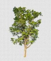 Tree on transparent picture background with clipping path, single tree with clipping path and alpha channel photo