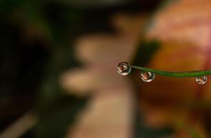 gota de rocío en una brizna de hierba foto