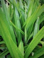 Green pandan leaves, for cooking in Thailand. photo