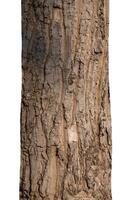 Trunk of a tree Isolated On White Background photo