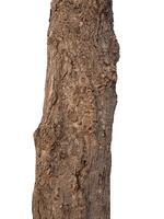 Tree trunk Isolated On White Background photo