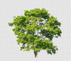 Tree on transparent picture background with clipping path, single tree with clipping path and alpha channel photo