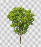 Tree on transparent picture background with clipping path, single tree with clipping path and alpha channel photo