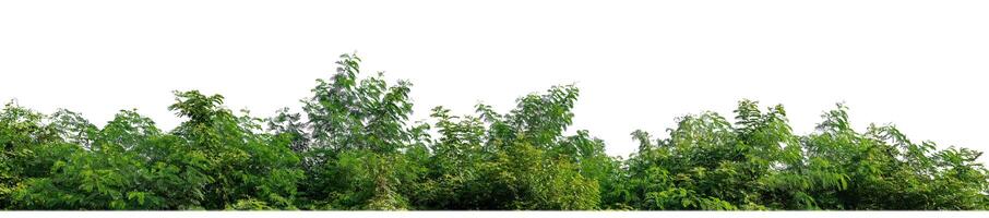 Green Trees isolated on white background.are Forest and foliage in summer for both printing and web pages with cut path and alpha channel photo