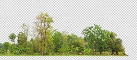 verde arboles aislado en transparente antecedentes bosque y verano follaje para ambos impresión y web con cortar camino y alfa canal foto