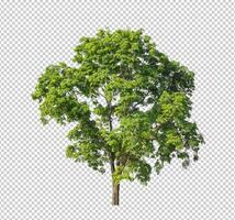 Tree on transparent picture background with clipping path, single tree with clipping path and alpha channel photo