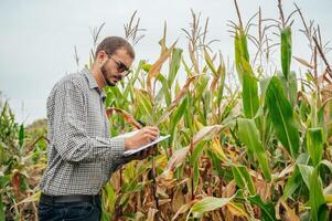 agrónomo sostiene tableta toque almohadilla computadora en el maíz campo y examinando cultivos antes de cosecha. agronegocios concepto. agrícola ingeniero en pie en un maíz campo con un tableta. foto