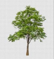 Tree on transparent background with clipping path, single tree with clipping path and alpha channel photo